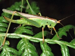 Conocephalomima barameda