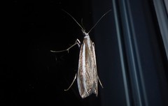 Orocrambus vittellus