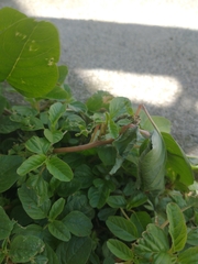 Amaranthus blitum oleraceus