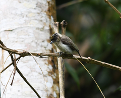 Picumnus granadensis