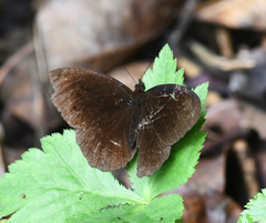 Praepronophila perperna