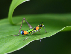 Paramastax rosenbergi