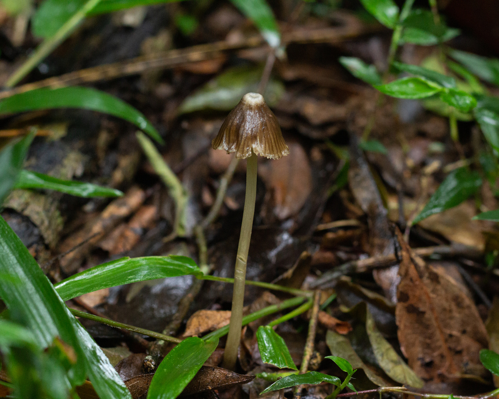 Entoloma tenue