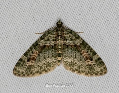 Chloroclystis rubroviridis