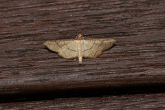 Hypolamprus ypsilon