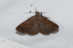 Ophyx eurrhoa