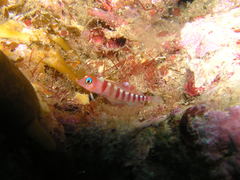 Notoclinops segmentatus