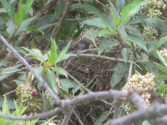 Turdus fuscater
