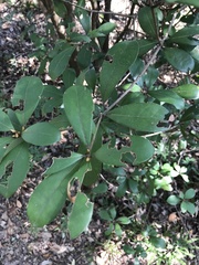 Litsea rotundifolia
