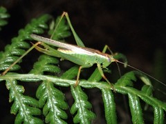 Conocephalomima barameda