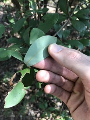 Litsea rotundifolia