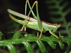 Conocephalomima barameda