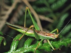 Conocephalomima barameda