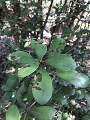 Litsea rotundifolia