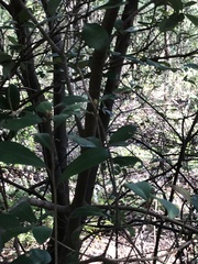 Litsea rotundifolia