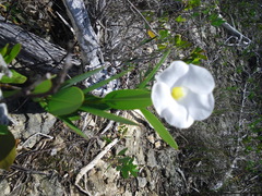 Rhabdadenia biflora