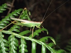 Conocephalomima barameda