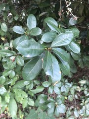 Litsea rotundifolia