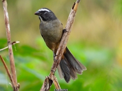Cinnamon-Bellied Saltator photo 4