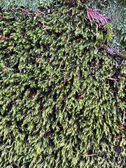 Racomitrium lawtonae