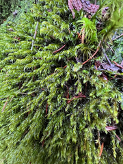 Racomitrium lawtonae