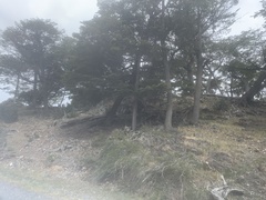 Nothofagus betuloides