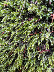 Racomitrium lawtonae