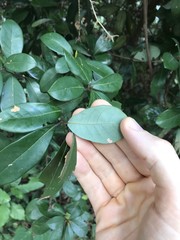Litsea rotundifolia