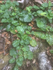 Rubus geoides