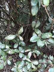Litsea rotundifolia