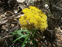 Cassinia aureonitens