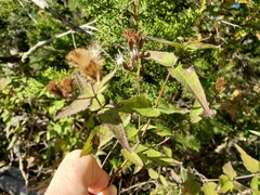 Chromolaena bigelovii