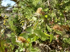 Chromolaena bigelovii