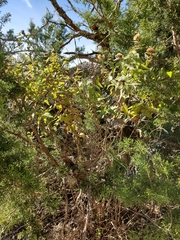 Chromolaena bigelovii