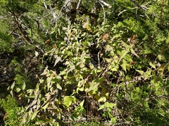 Chromolaena bigelovii