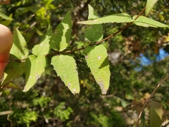 Chromolaena bigelovii