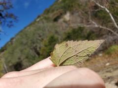 Chromolaena bigelovii