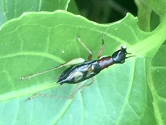 Cranistus colliurides