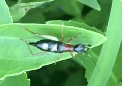 Cranistus colliurides