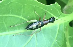 Cranistus colliurides