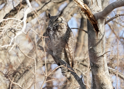 Great Horned Owl photographed in Nevada