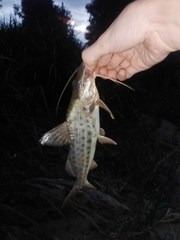 Pimelodus maculatus