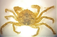Amarinus lacustris