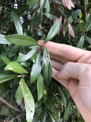 Litsea rotundifolia