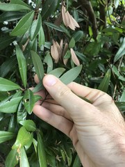 Litsea rotundifolia