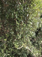 Litsea rotundifolia