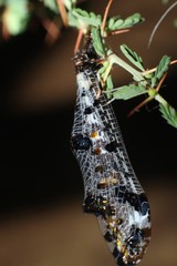 Periclystus circuiter