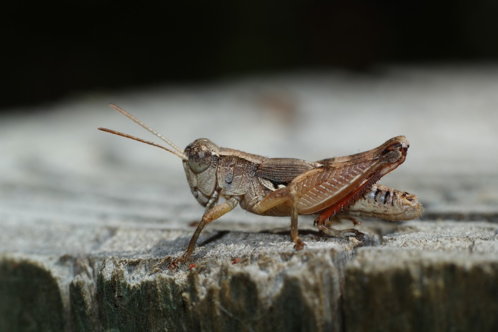Phaulacridium crassum