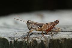 Phaulacridium crassum