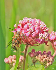 Typocerus acuticauda acuticauda